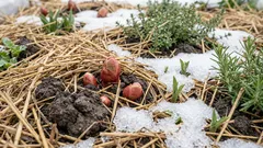 Top 7 planten die het beste tegen dooiperiodes in januari kunnen: meningen van tuiniers