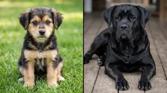 Wie is slimmer: een kruising of een rashond