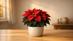 Kerstster verzorgen na de feestdagen: zo blijft hij het hele jaar sterk