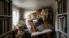 Grote en actieve rassen: waarom een doorsnee appartement niet geschikt voor hen is